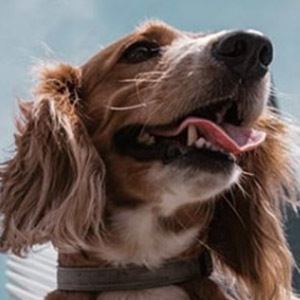 Alaska the Dog, 13 (狗)