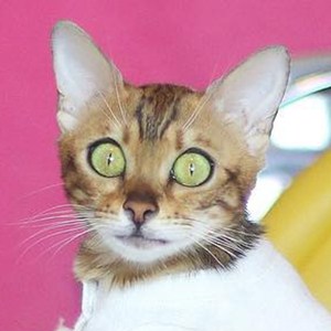 Angel Bengal Cat, 7 (Cat)