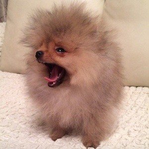 Angel Pom (2017 - 2019) (Dog)