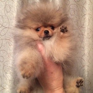 Angel Pom (2017 - 2019) (Dog)