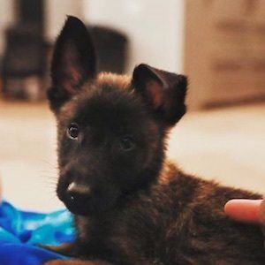 Apollo the K9, 8 (Con chó)