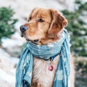 Aspen the Mountain Pup image 4
