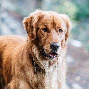 Aspen the Mountain Pup image 7