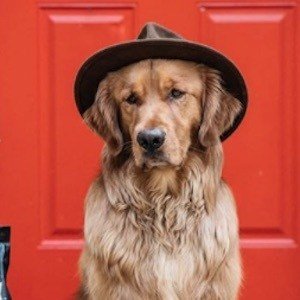 Aspen the Mountain Pup image 8