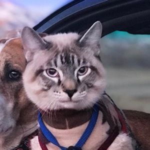 Baloo the Cat image 2