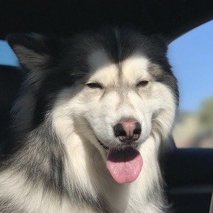 Bandit the Husky, 8 (Dog)