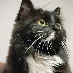 Batman The Munchkin Cat, 9 (Cat)