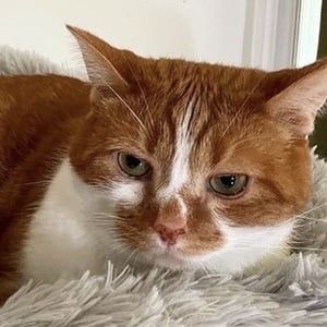 Bean beautynthebean image 3