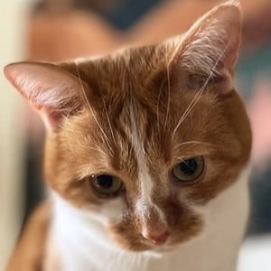 Bean beautynthebean image 4