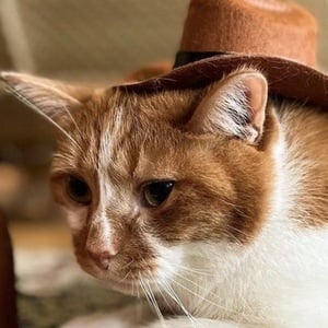 Bean beautynthebean image 5