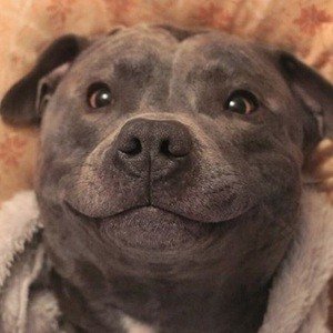 Blue Staffy Ramsey image 2