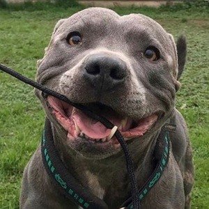 Blue Staffy Ramsey image 4