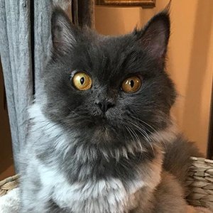 Bobbie the Cat, 6 (Cat)