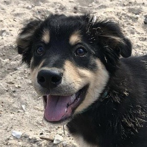 BoopleTheSnoot, 7 (Dog)