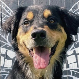 BoopleTheSnoot, 7 (Dog)