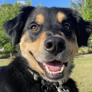 BoopleTheSnoot, 7 (Dog)