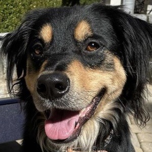 BoopleTheSnoot, 7 (狗)