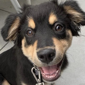 BoopleTheSnoot, 7 (狗)