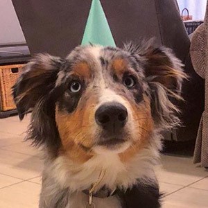 Bowie the Pooch image 3