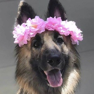Brooklyn the German Shephard image 3
