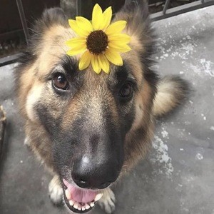 Brooklyn the German Shephard image 4