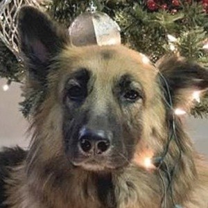 Brooklyn the German Shephard, 12 (狗)