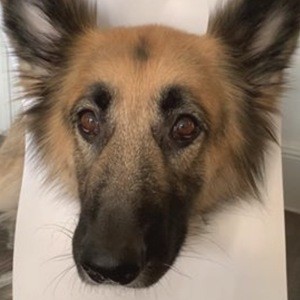 Brooklyn the German Shephard image 8