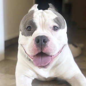 Brutus Patutus image 4