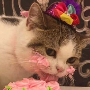 Capitan Gato