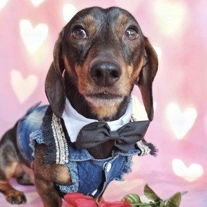 Charlie Sausage Dog image 5