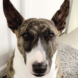 Chika the Bully image 4