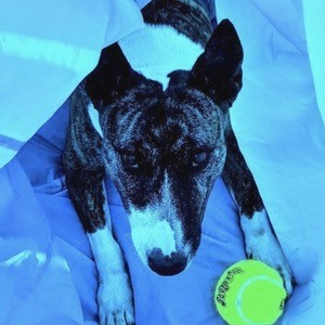 Chika the Bully image 8