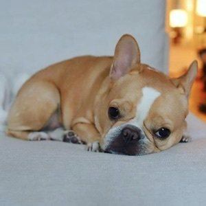 Chloe The Mini Frenchie image 3