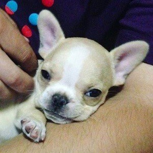 Chloe The Mini Frenchie image 4