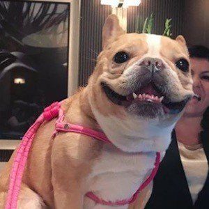 Chloe The Mini Frenchie image 6