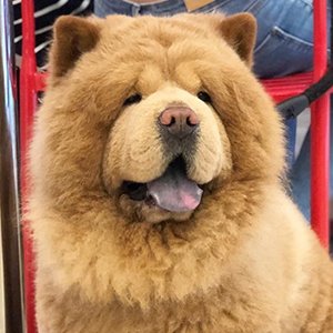 Chowder the Bear Dog, 12 (Dog)