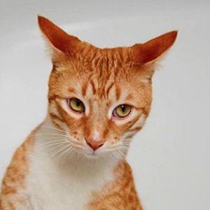 City the Kitty, 15 (猫)