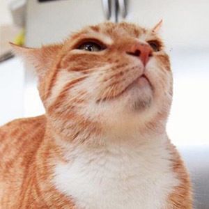 City the Kitty image 3