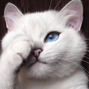 Coby the Cat image 2