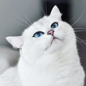 Coby the Cat image 3