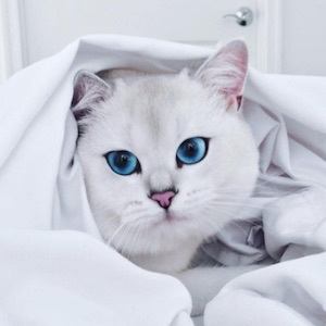 Coby the Cat, 10 (Cat)