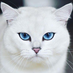 Coby the Cat image 8