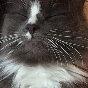 Conrad the Cat image 3