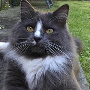 Conrad the Cat image 4