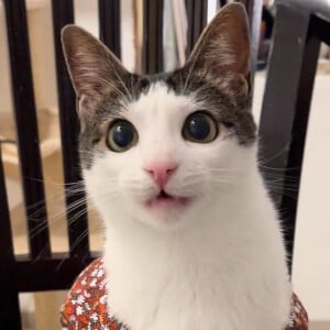 Crunchy Cat Luna, 6 (Cat)