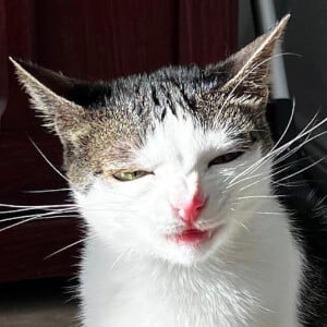 Crunchy Cat Luna, 6 (猫)