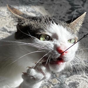 Crunchy Cat Luna, 6 (Cat)