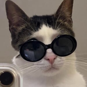 Crunchy Cat Luna, 6 (Katze)