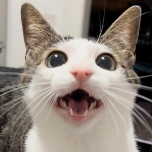 Crunchy Cat Luna image 8