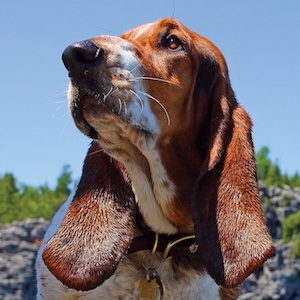 Dean The Basset image 3